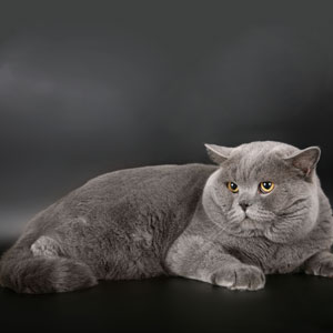   Bill Blue Vernissage.  Berenis