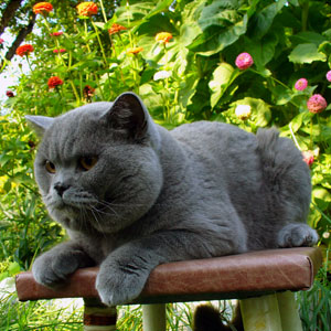   Bill Blue Vernissage.  Berenis