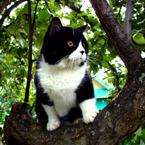   Lucky From Vernissage.  Berenis